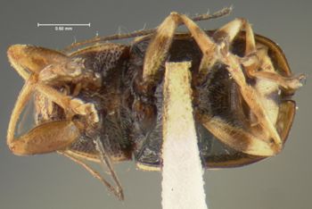 Media type: image;   Entomology 24969 Aspect: habitus ventral view